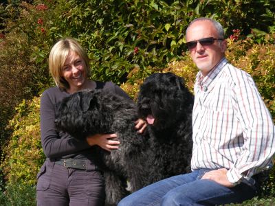 Bouvier des Flandres